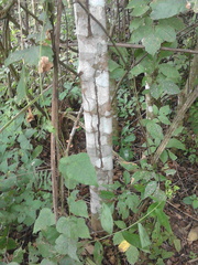 Cupania scrobiculata