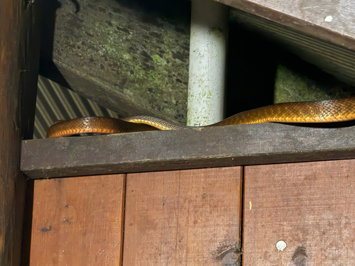 Brown Tree Snake sighting