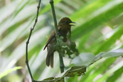 Schiffornis veraepacis