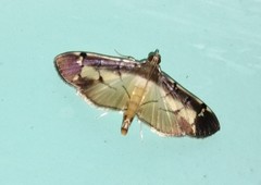 Bacotoma violata