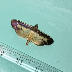 Bacotoma violata