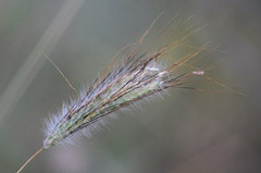 Dichanthium sericeum