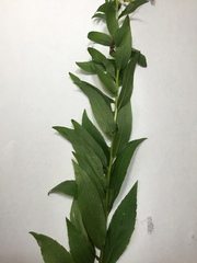 Solidago latissimifolia