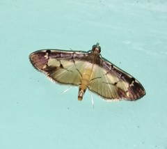 Bacotoma violata