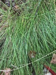 Carex eburnea