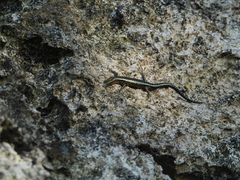 Cryptoblepharus africanus