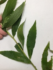 Solidago latissimifolia