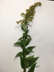 Solidago latissimifolia
