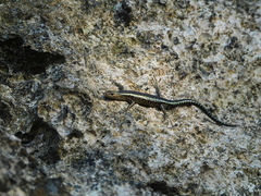 Cryptoblepharus africanus