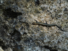 Cryptoblepharus africanus