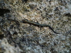 Cryptoblepharus africanus