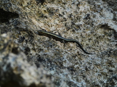 Cryptoblepharus africanus