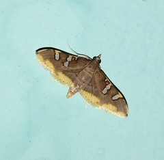 Prophantis adusta