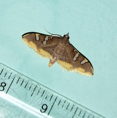 Prophantis adusta