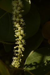 Coccoloba uvifera