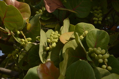 Coccoloba uvifera