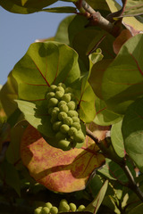 Coccoloba uvifera