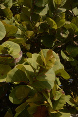 Coccoloba uvifera
