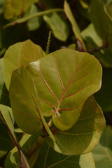Coccoloba uvifera
