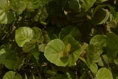 Coccoloba uvifera
