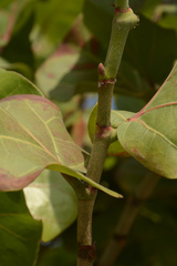 Coccoloba uvifera