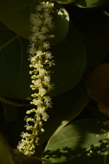 Coccoloba uvifera
