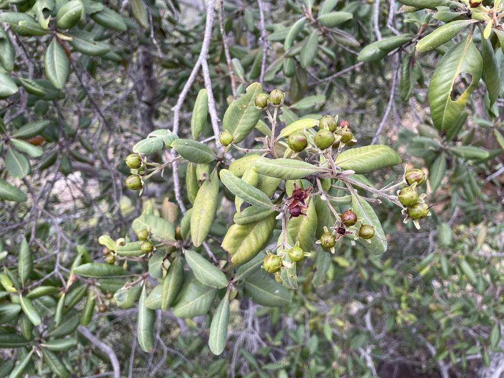 Xanthostemon umbrosus