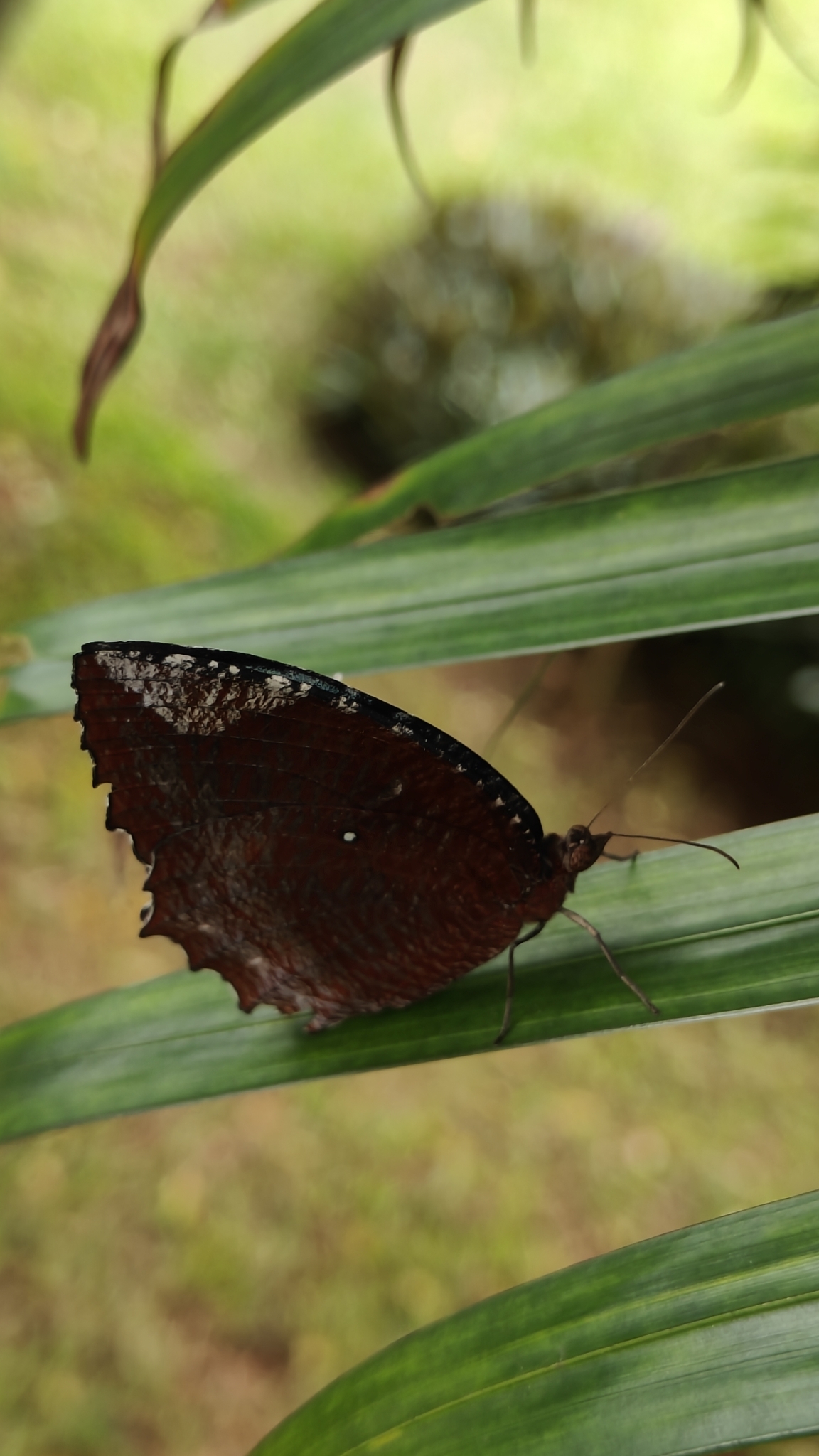Common Palmfly