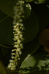 Coccoloba uvifera