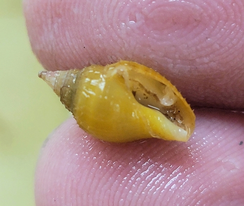 Columbella rusticoides observed 2025-07-26