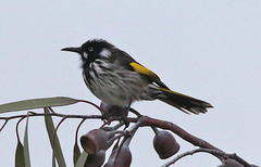 Phylidonyris novaehollandiae