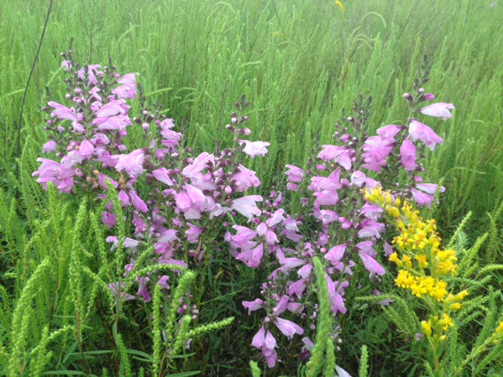 Physostegia virginiana ssp. praemorsa