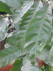 Cupania scrobiculata