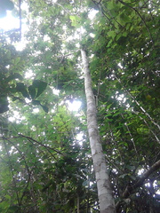 Cupania scrobiculata