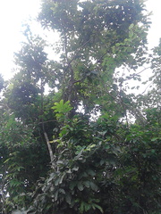 Cupania scrobiculata