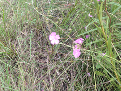 Agalinis oligophylla