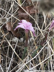 Zephyranthes drummondii