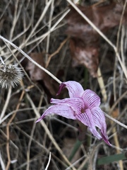 Zephyranthes drummondii