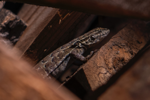 iNaturalist observation photo of Western Side-blotched Lizard