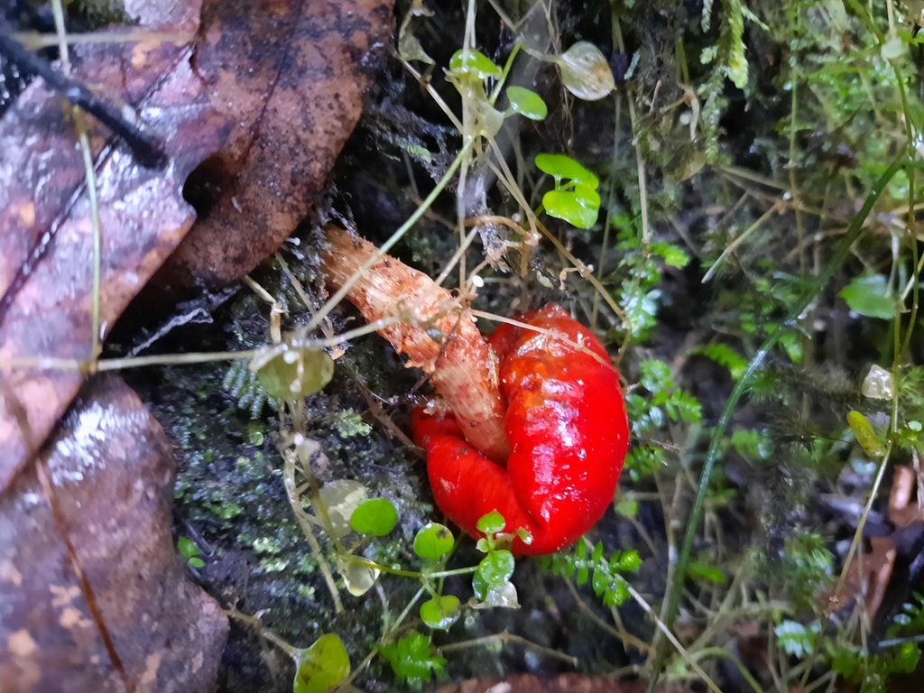 Leratiomyces erythrocephalus · July 2025 · photo: © maxxrandomnumbers (iNaturalist, cc0)