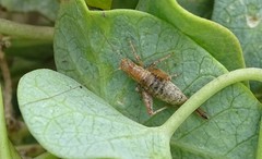 Arachnocephalus vestitus