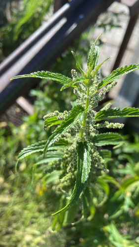 slender stinging nettle