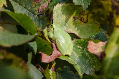 Hyla intermedia perrini