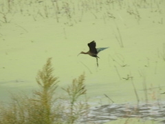 Plegadis chihi