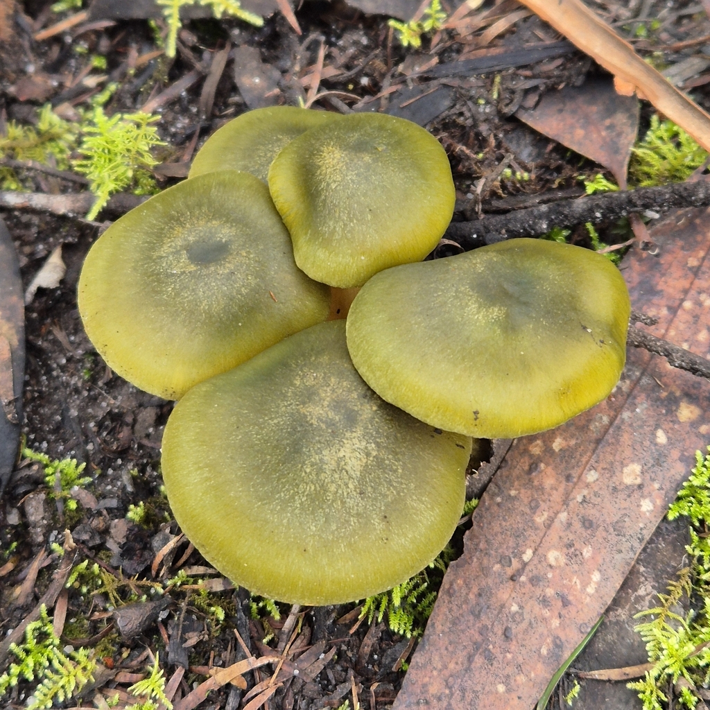Cortinarius austrovenetus · July 2025 · photo: © pel56 (iNaturalist, cc0)