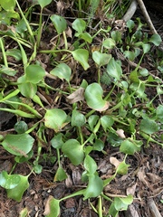 Pontederia crassipes