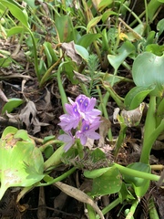Pontederia crassipes