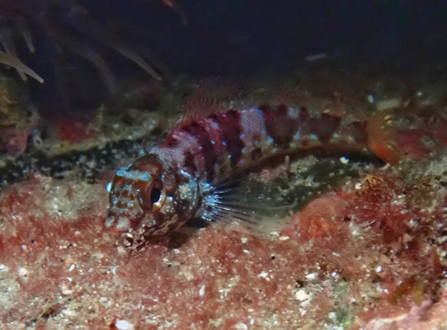 Fishgod blenny (Malacoctenus ebisui) — Labrisomidae