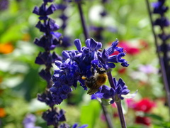 Bombus pascuorum