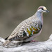 Common Bronzewing - Photo (c) Mark Dennis, some rights reserved (CC BY-NC), uploaded by Mark Dennis